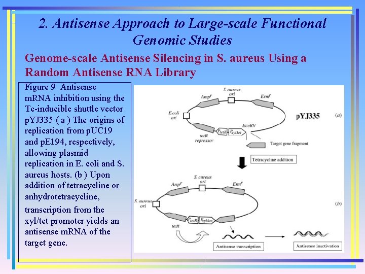 2. Antisense Approach to Large-scale Functional Genomic Studies Genome-scale Antisense Silencing in S. aureus