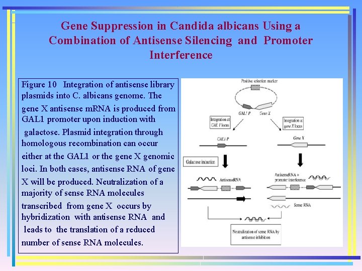 Gene Suppression in Candida albicans Using a Combination of Antisense Silencing and Promoter Interference