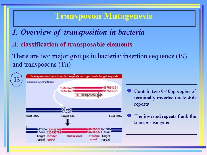 Transposon Mutagenesis 1. Overview of transposition in bacteria A. classification of transposable elements There