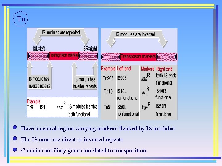 Tn Have a central region carrying markers flanked by IS modules The IS arms