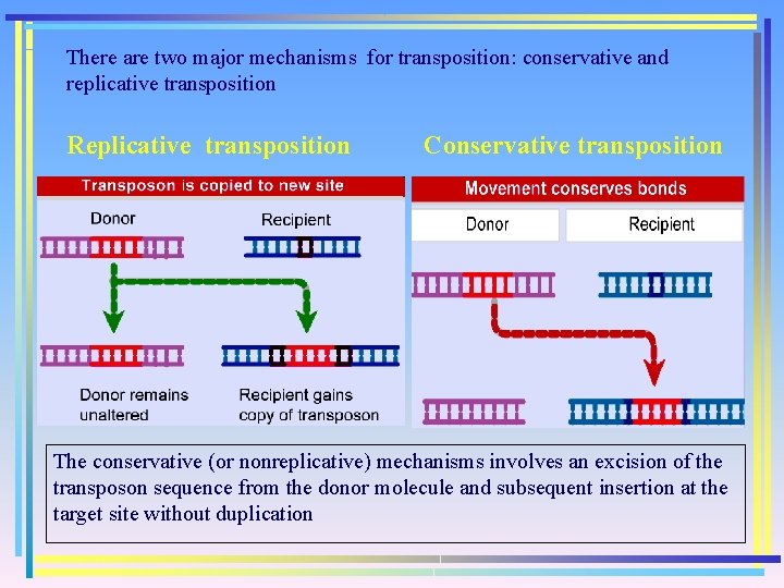 There are two major mechanisms for transposition: conservative and replicative transposition Replicative transposition Conservative