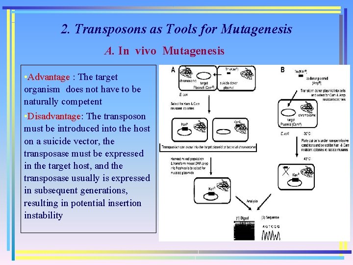 2. Transposons as Tools for Mutagenesis A. In vivo Mutagenesis • Advantage : The