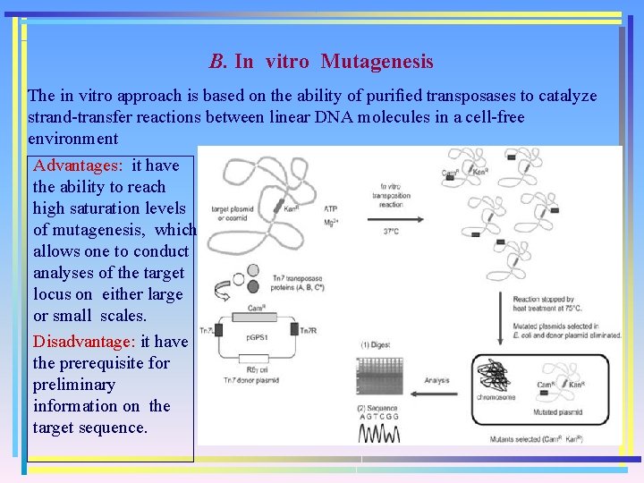 B. In vitro Mutagenesis The in vitro approach is based on the ability of