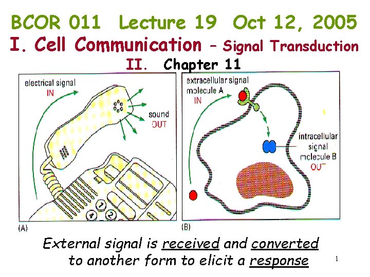 BCOR 011 Lecture 19 Oct 12, 2005 I. Cell Communication – Signal Transduction II.