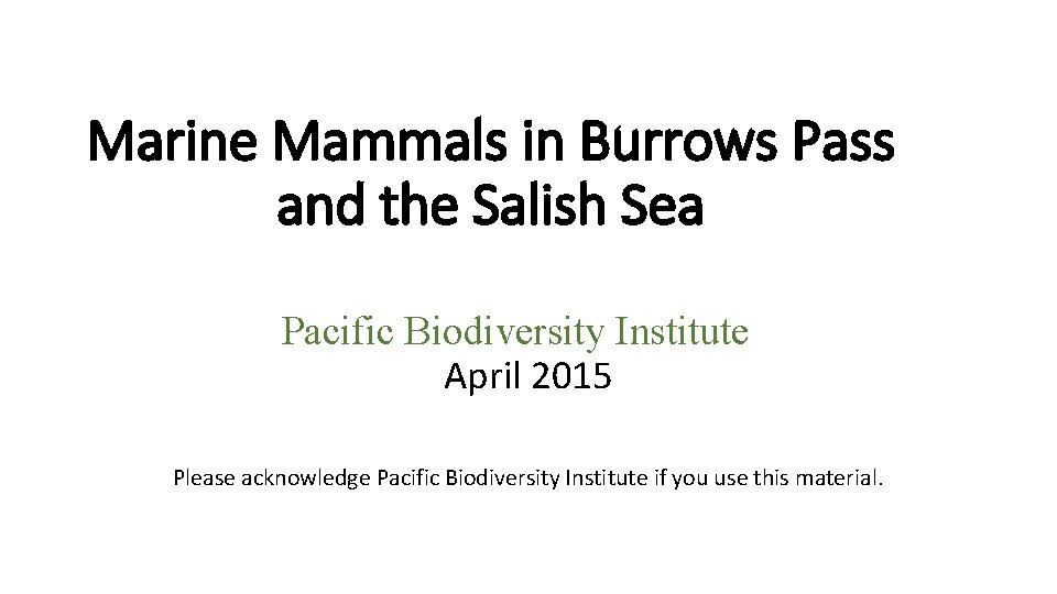 Marine Mammals in Burrows Pass and the Salish Sea Pacific Biodiversity Institute April 2015