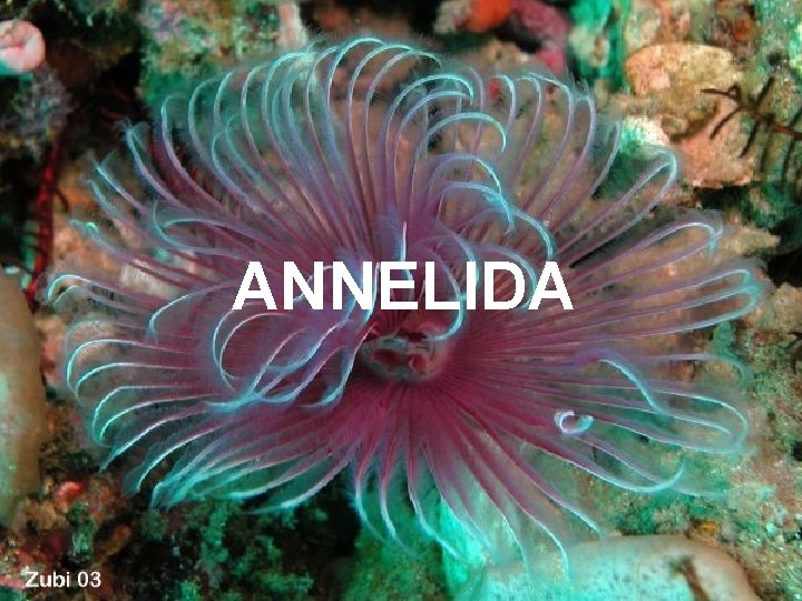 ANNELIDA 