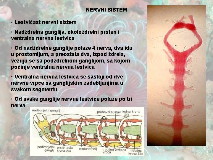 NERVNI SISTEM • Lestvičast nervni sistem • Nadždrelna ganglija, okoloždrelni prsten i ventralna nervna