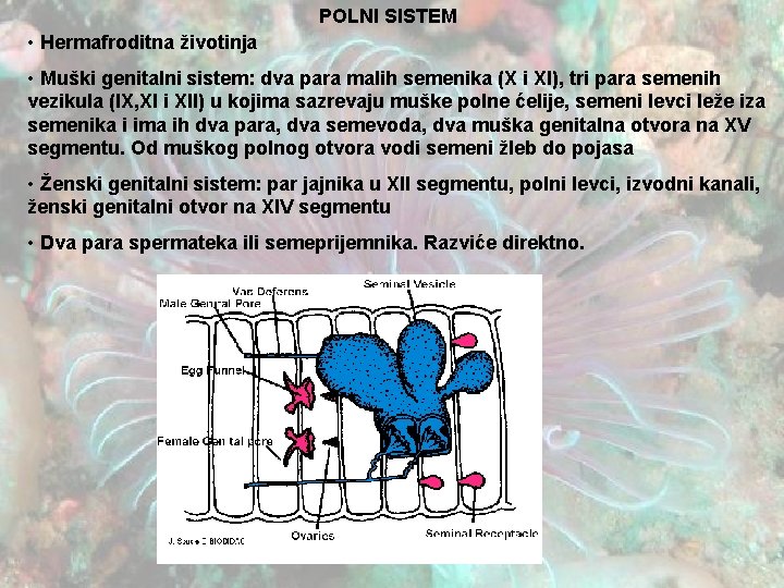 POLNI SISTEM • Hermafroditna životinja • Muški genitalni sistem: dva para malih semenika (X