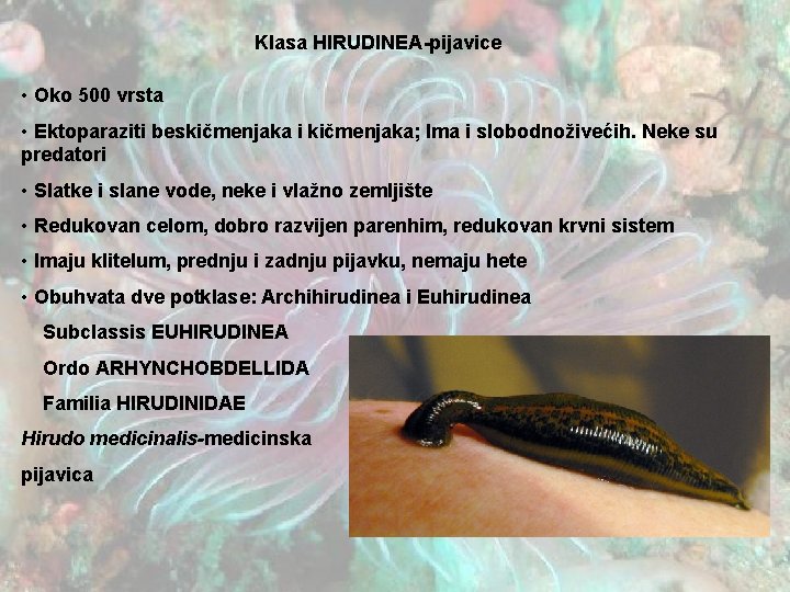 Klasa HIRUDINEA-pijavice • Oko 500 vrsta • Ektoparaziti beskičmenjaka i kičmenjaka; Ima i slobodnoživećih.