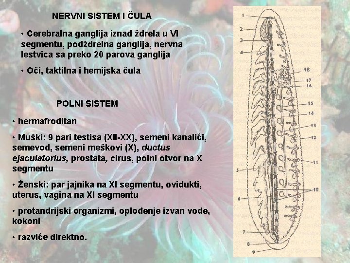 NERVNI SISTEM I ČULA • Cerebralna ganglija iznad ždrela u VI segmentu, podždrelna ganglija,