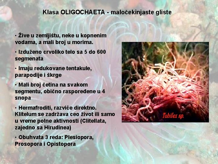 Klasa OLIGOCHAETA - maločekinjaste gliste • Žive u zemljištu, neke u kopnenim vodama, a