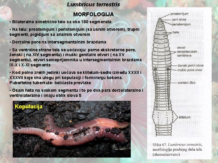 Lumbricus terrestris MORFOLOGIJA • Bilateralno simetrično telo sa oko 180 segmenata • Na telu: