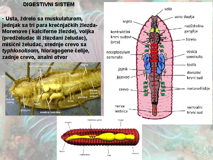 DIGESTIVNI SISTEM • Usta, ždrelo sa muskulaturom, jednjak sa tri para krečnjačkih žlezda. Morenove