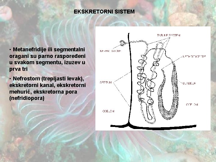 EKSKRETORNI SISTEM • Metanefridije ili segmentalni oragani su parno raspoređeni u svakom segmentu, izuzev