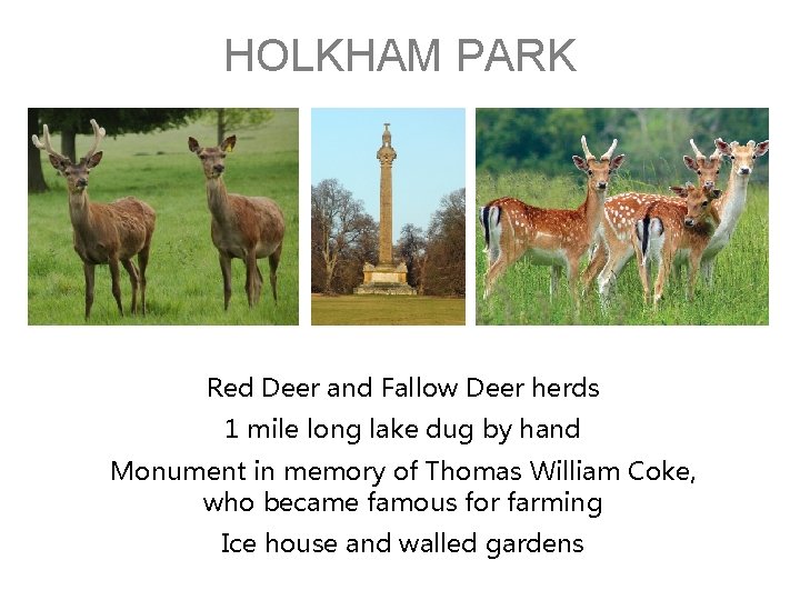 HOLKHAM PARK Red Deer and Fallow Deer herds 1 mile long lake dug by