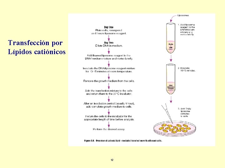 Transfección por Lípidos catiónicos 12 