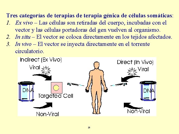 Tres categorías de terapia génica de células somáticas: 1. Ex vivo – Las células