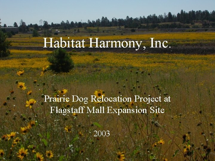 Habitat Harmony, Inc. Prairie Dog Relocation Project at Flagstaff Mall Expansion Site 2003 