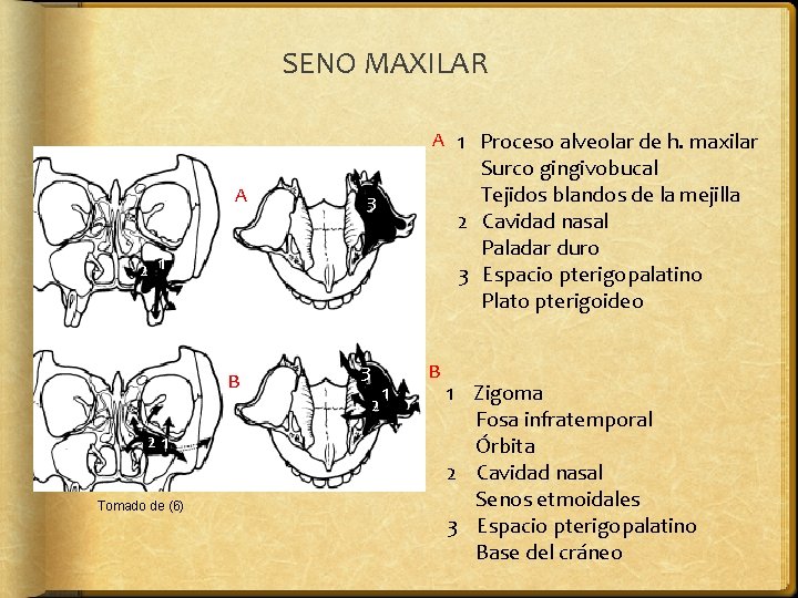 SENO MAXILAR A 1 Proceso alveolar de h. maxilar A Surco gingivobucal Tejidos blandos