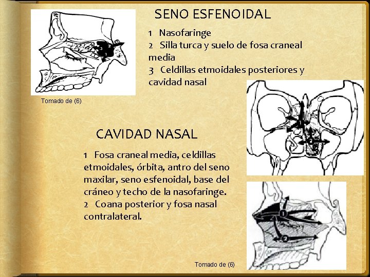 SENO ESFENOIDAL 1 Nasofaringe 2 Silla turca y suelo de fosa craneal media 3