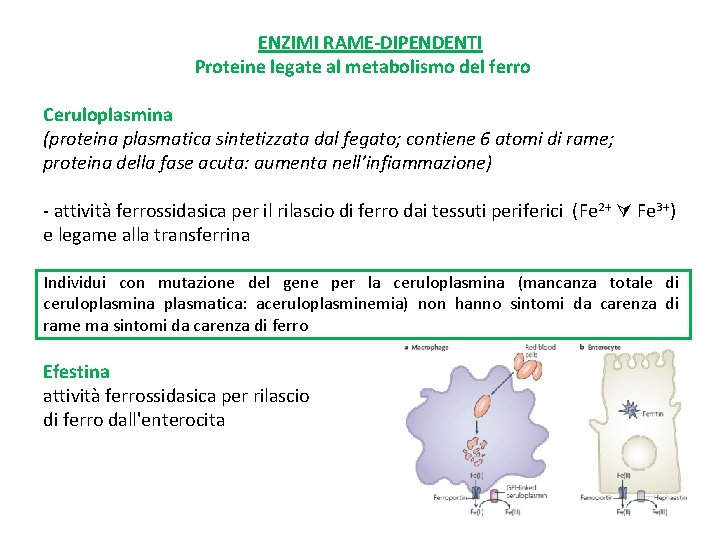 ENZIMI RAME-DIPENDENTI Proteine legate al metabolismo del ferro Ceruloplasmina (proteina plasmatica sintetizzata dal fegato;