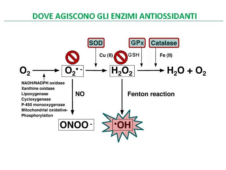 DOVE AGISCONO GLI ENZIMI ANTIOSSIDANTI GPx GSH 