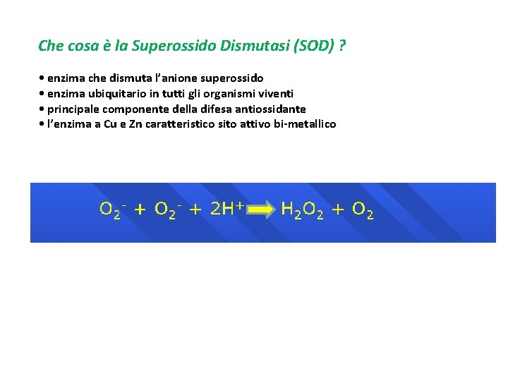 Che cosa è la Superossido Dismutasi (SOD) ? • enzima che dismuta l’anione superossido