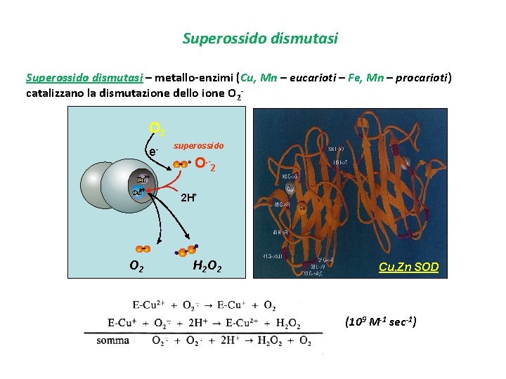 Superossido dismutasi – metallo-enzimi (Cu, Mn – eucarioti – Fe, Mn – procarioti) catalizzano