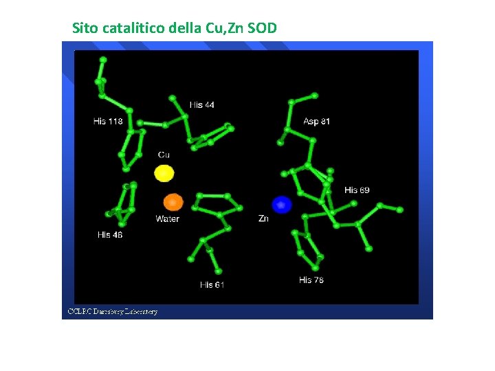 Sito catalitico della Cu, Zn SOD 