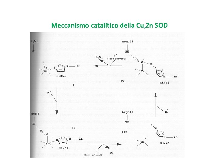 Meccanismo catalitico della Cu, Zn SOD 