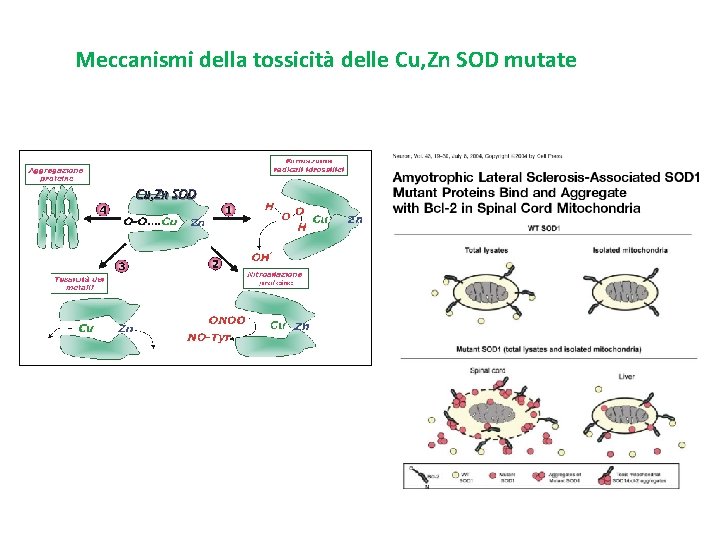 Meccanismi della tossicità delle Cu, Zn SOD mutate 