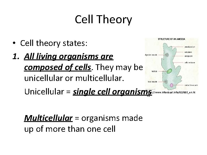 Cell Theory • Cell theory states: 1. All living organisms are composed of cells.