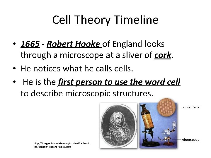 Cell Theory Timeline • 1665 - Robert Hooke of England looks through a microscope