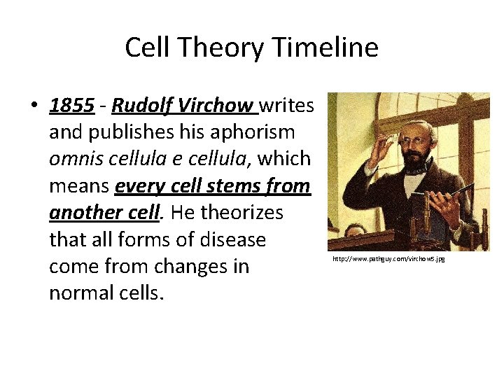 Cell Theory Timeline • 1855 - Rudolf Virchow writes and publishes his aphorism omnis