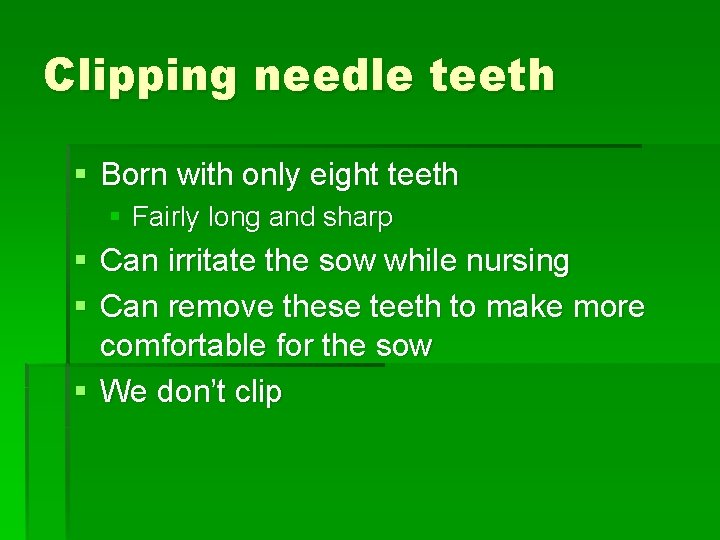 Clipping needle teeth § Born with only eight teeth § Fairly long and sharp Clipping needle teeth § Born with only eight teeth § Fairly long and sharp