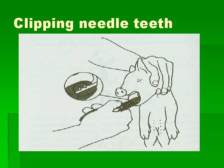 Clipping needle teeth 