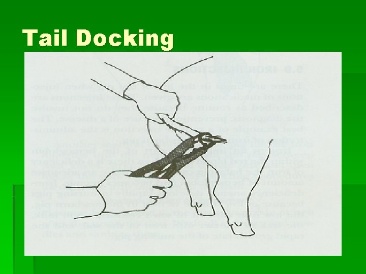 Tail Docking 