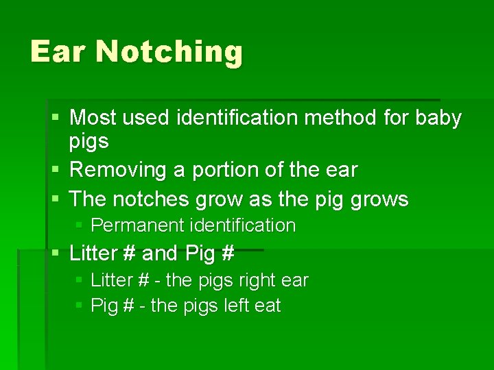 Ear Notching § Most used identification method for baby pigs § Removing a portion Ear Notching § Most used identification method for baby pigs § Removing a portion