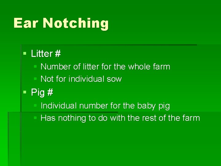 Ear Notching § Litter # § Number of litter for the whole farm §