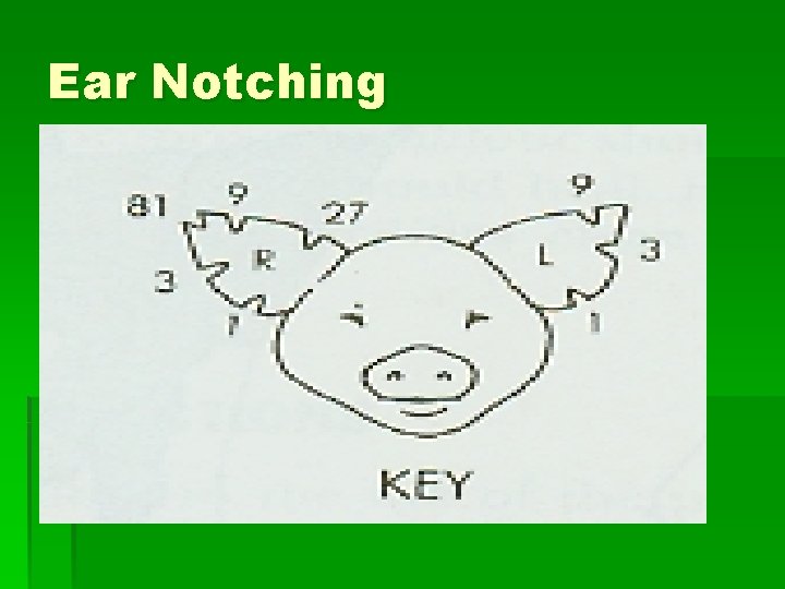 Ear Notching 