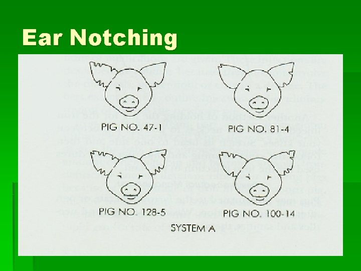 Ear Notching 