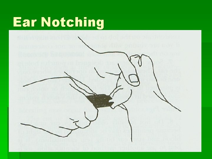 Ear Notching 