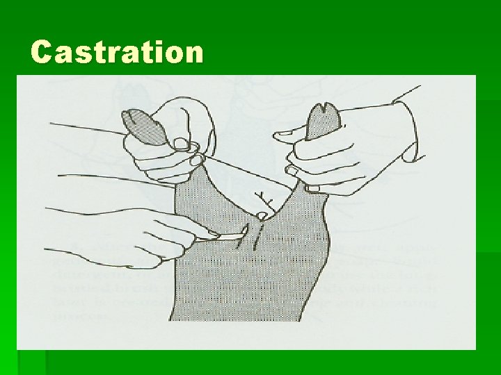 Castration Castration