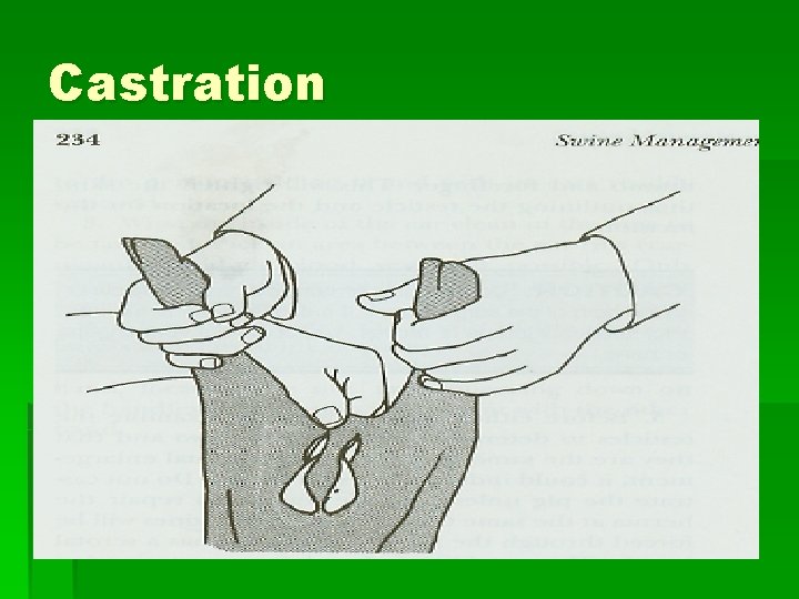 Castration Castration