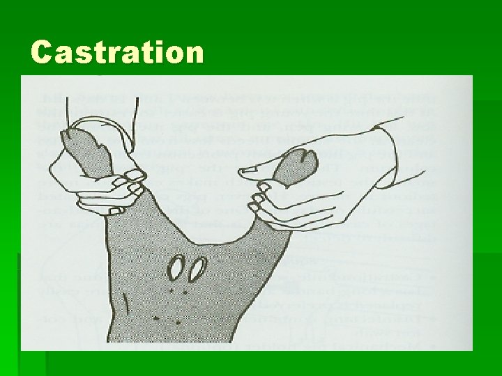 Castration 