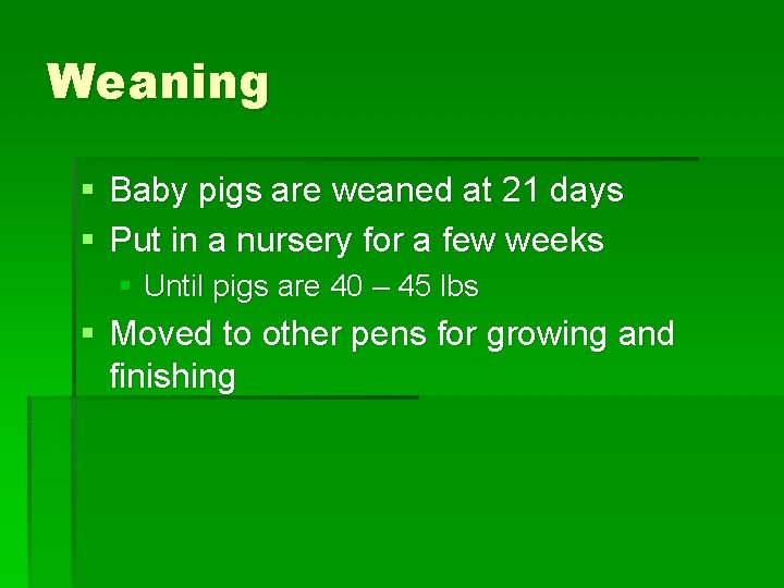 Weaning § Baby pigs are weaned at 21 days § Put in a nursery