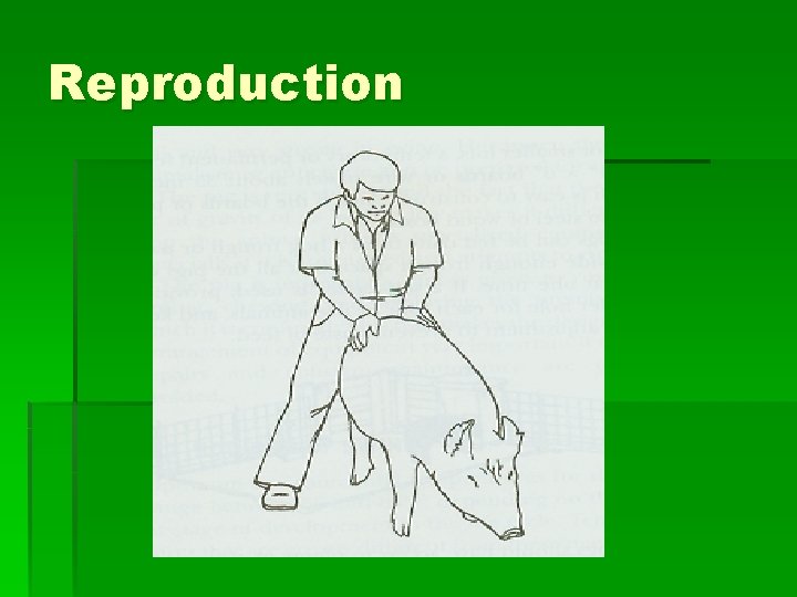 Reproduction 