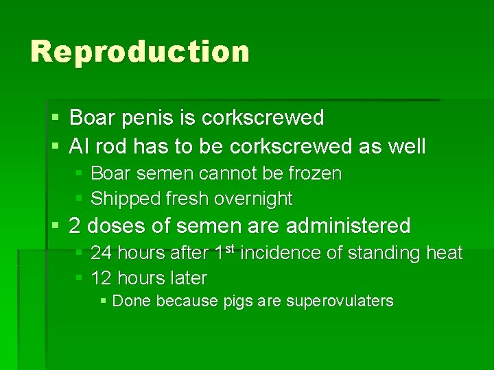 Reproduction § Boar penis is corkscrewed § AI rod has to be corkscrewed as