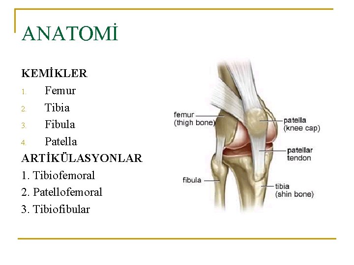 ANATOMİ KEMİKLER 1. Femur 2. Tibia 3. Fibula 4. Patella ARTİKÜLASYONLAR 1. Tibiofemoral 2. ANATOMİ KEMİKLER 1. Femur 2. Tibia 3. Fibula 4. Patella ARTİKÜLASYONLAR 1. Tibiofemoral 2.
