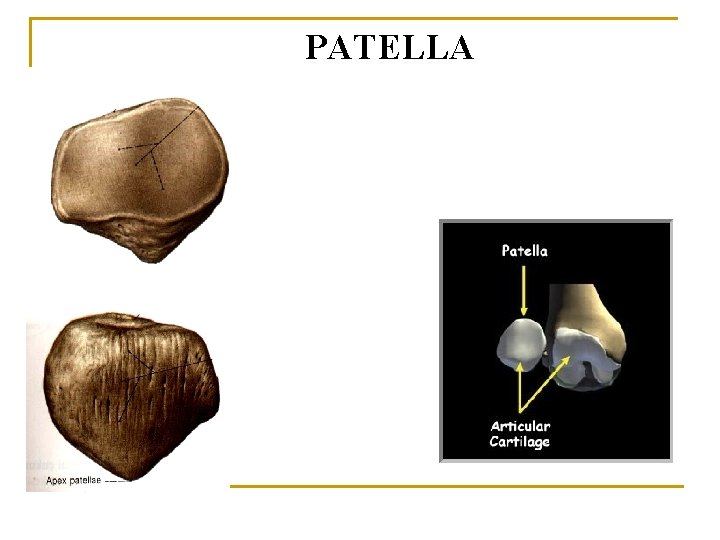 PATELLA PATELLA